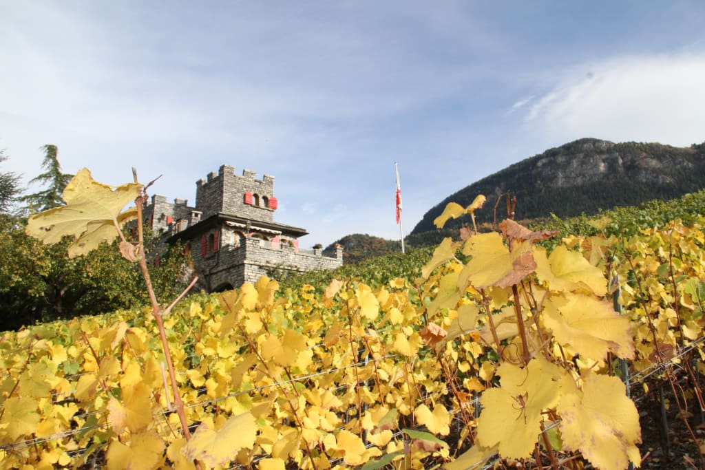 The vineyards arround the castle