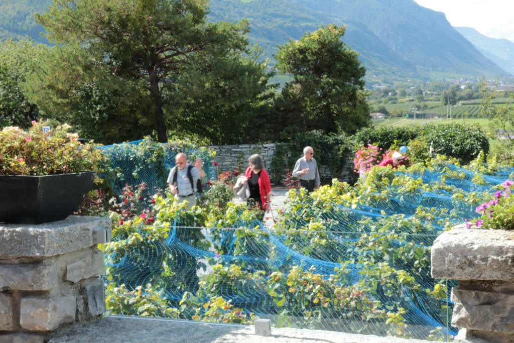 The vineyards arround the castle