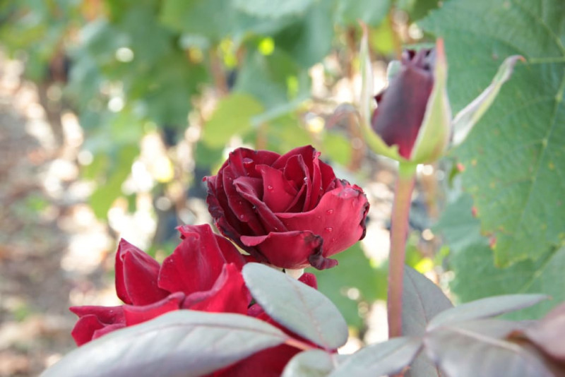 The roses arround the castle