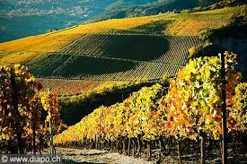 Vignoble Valaisan